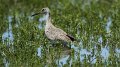 Willet High Island_2010_04_24_3812